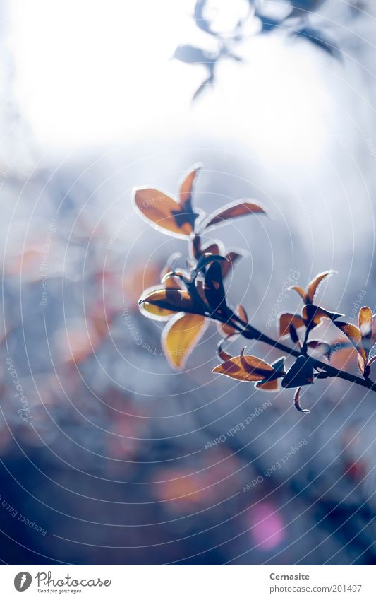 Against the Light II Nature Plant Sunlight Spring Beautiful weather Tree Leaf Park Meadow Esthetic Dark Thin Authentic Simple Natural Clean Wild Blue Yellow