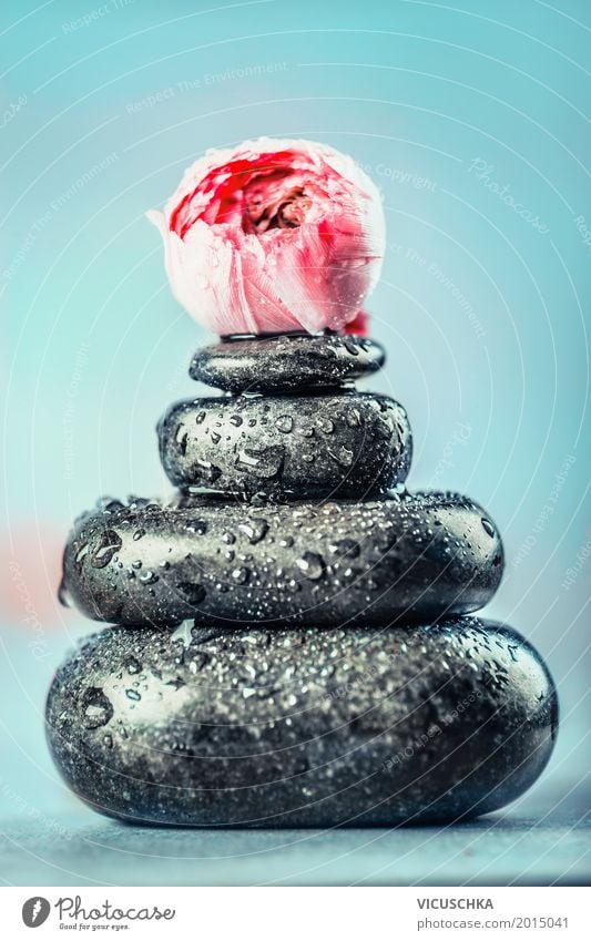 Hot massage stones Style Design Healthy Alternative medicine Wellness Relaxation Spa Massage Nature Flower Pink Tradition Basalt Stone Stack Blue