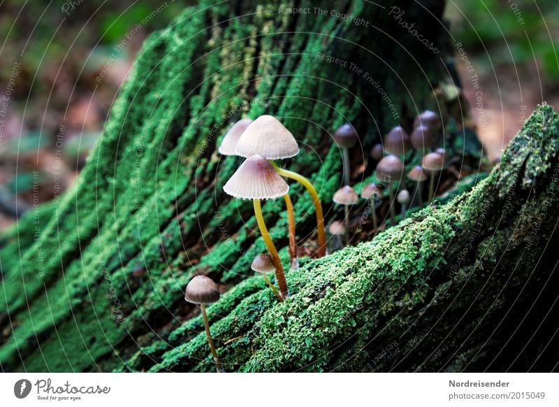 Mushrooms on dead wood Agriculture Forestry Nature Plant Autumn Climate Rain Tree Moss Park Virgin forest Wood Growth Green Life Tree stump Ecological Versatile