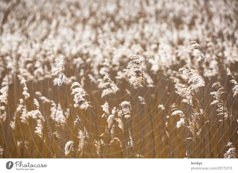 reed Plant Spring Summer Beautiful weather Blossom Wild plant Marsh grass Common Reed Blossoming Esthetic Authentic Friendliness Natural Positive Yellow Gold