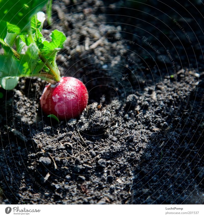 Unsprayed Garden Gardening Garden Bed (Horticulture) Radish Greeny-red Red Black Earth Harvest Organic farming Organic produce Light and shadow Sunlight Mature