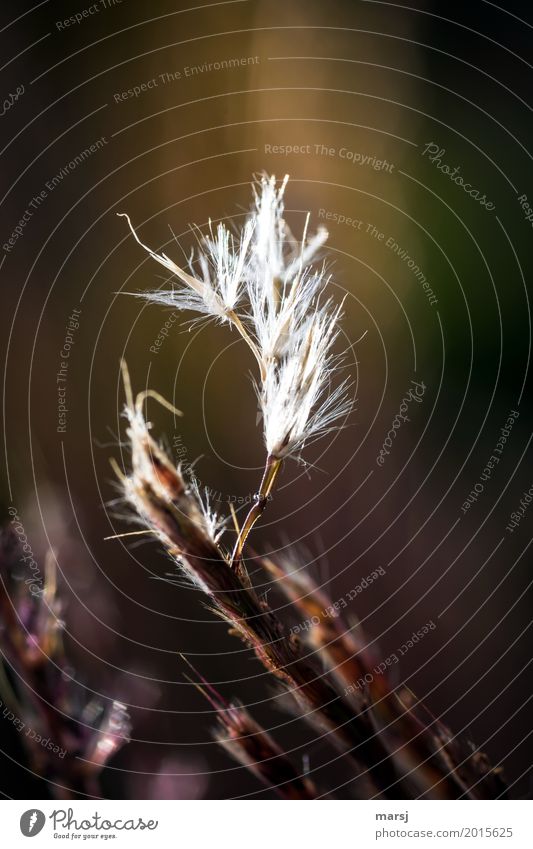 I'm gonna hoist the white flag. Nature Autumn Plant Grass Foliage plant Ornamental grass Grass blossom Blossoming Illuminate White Fine Delicate Colour photo