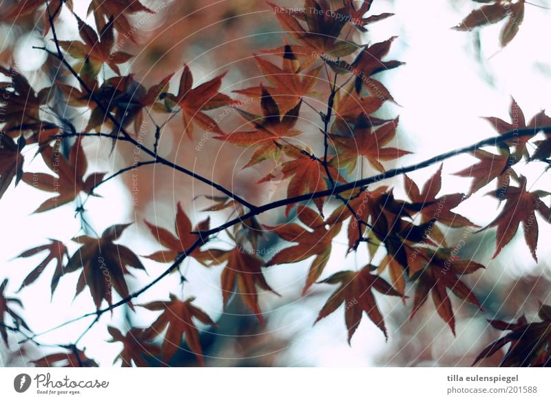 Network Environment Nature Autumn Leaf Esthetic Authentic Natural Brown Red Colour Perspective Moody Norway maple Colour photo Exterior shot Worm's-eye view