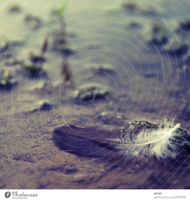 Feather in puddle Plant Water Lie Soft Brown Green Black White Puddle Ease Easy pool Colour photo Exterior shot Close-up Deserted Copy Space top Still Life Day