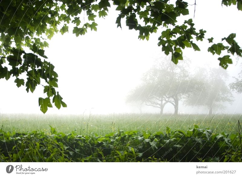 bleak prospects Environment Nature Landscape Plant Sky Spring Climate Bad weather Fog Rain Tree Grass Bushes Leaf Foliage plant Wild plant Twig Branch Meadow