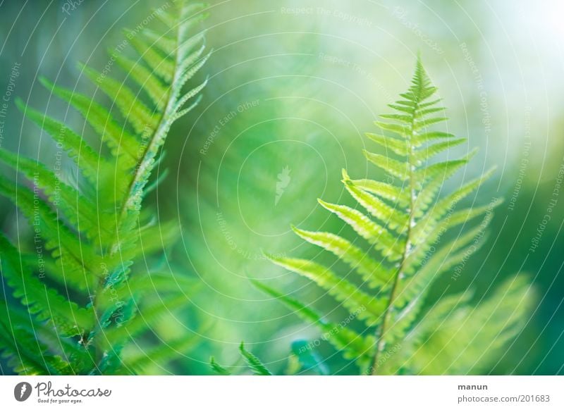 rêverie Elegant Harmonious Calm Nature Spring Summer Fern Garden Exotic Fantastic Fresh Green Esthetic Ease Environmental protection Colour photo Exterior shot