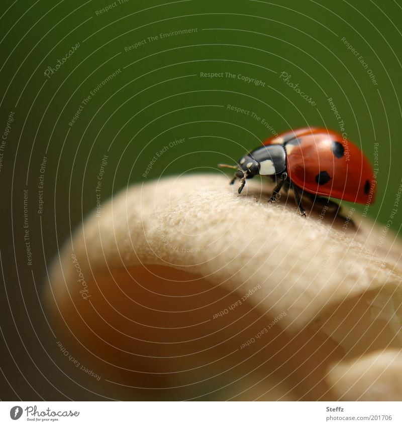 Lucky mushroom - a lucky charm on the mushroom hat lucky devil Good luck charm lucky beetle Mushroom cap Ladybird Happy symbol of luck Congratulations Beetle