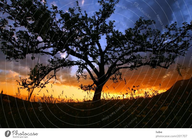 Tree with fire blight Summer vacation Environment Nature Landscape Clouds Storm clouds Horizon Sunlight Spring Climate Climate change Weather Beautiful weather