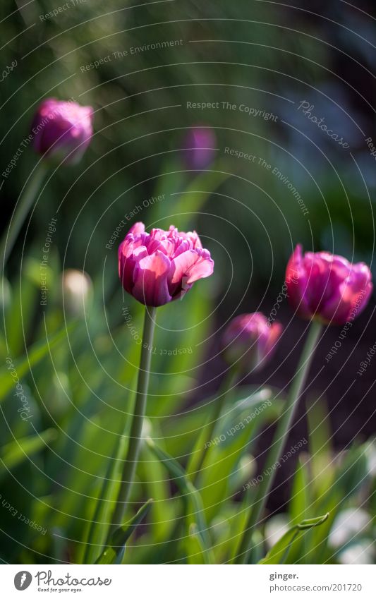 vanitas Nature Plant Spring Beautiful weather Tulip Blossom Garden Blossoming Flowerbed Calyx Contrast Deserted Violet Green Blossom leave Colour photo