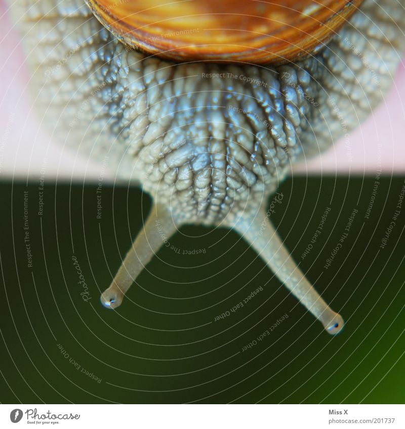 Snail in the Q Animal 1 Disgust Slimy Vineyard snail Feeler Mollusk Crawl Colour photo Subdued colour Exterior shot Close-up Detail Macro (Extreme close-up)