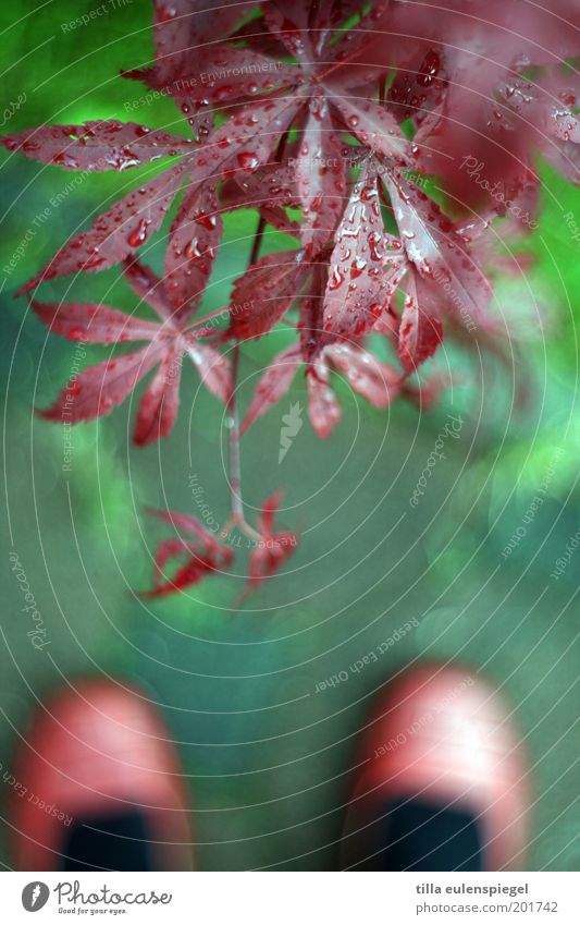 After the rain Summer Environment Nature Spring Rain Plant Bushes Leaf Exotic Ballet shoe Wet Natural Wild Green Red Relaxation Colour Stagnating Love of nature