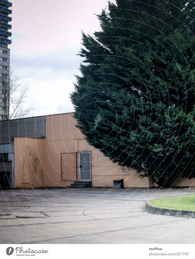 neglected Tree Fir tree Outskirts High-rise Door Crisis Fiasco Dream Sadness Gloomy Without prospects Prefab construction Supermarket Colour photo Deserted