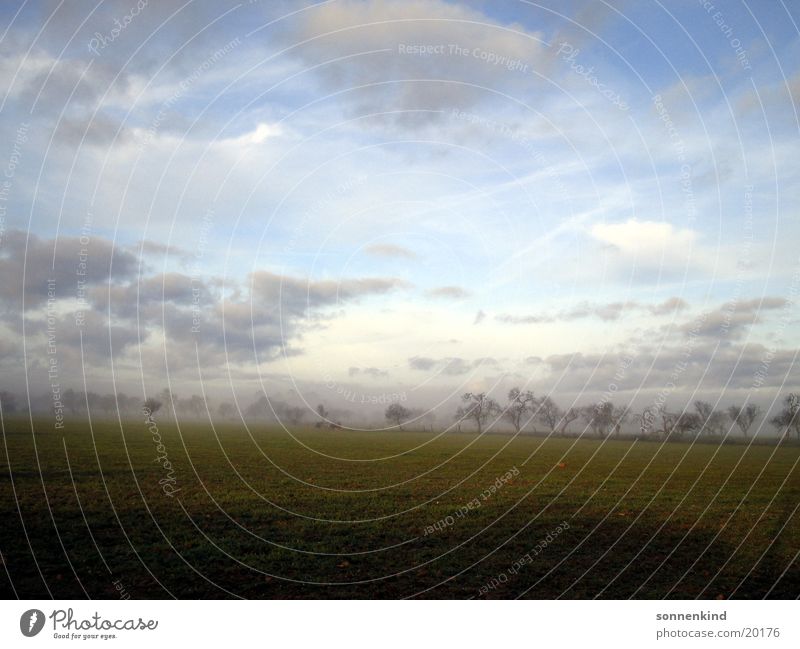 Southern winter morning Almond tree Dew Morning fog Meadow Majorca Sunrise Clouds Sky