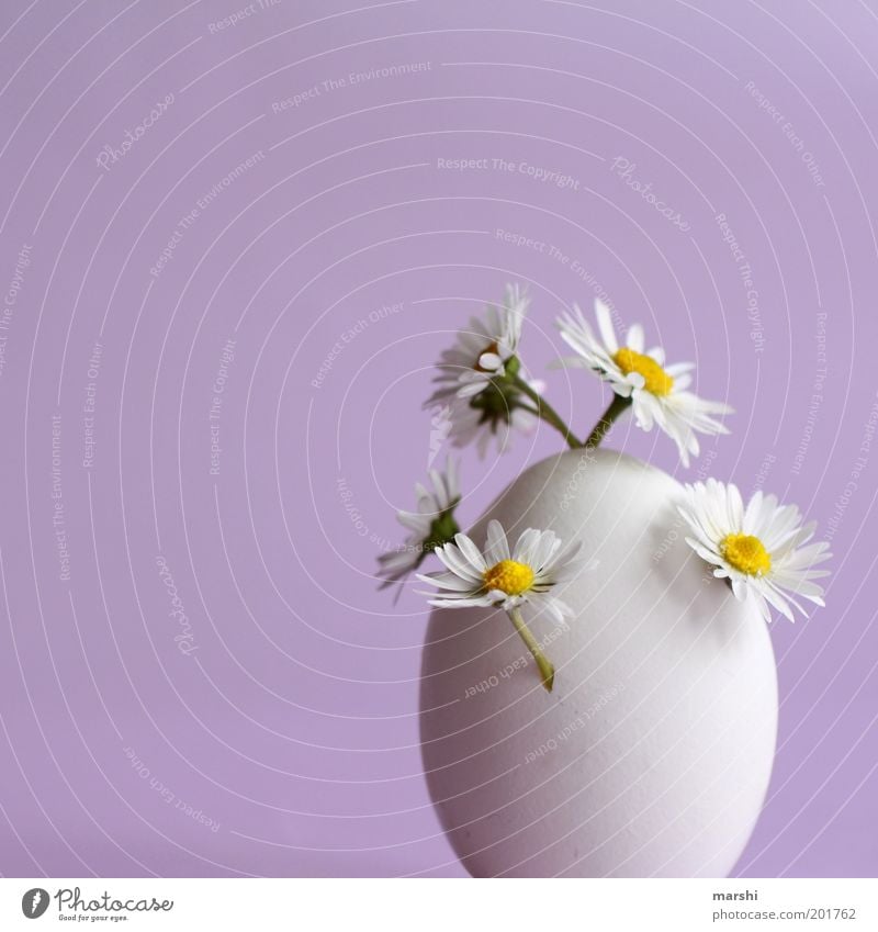 The surprise egg Food Nutrition Plant Flower Violet White Daisy Growth Surprise Sprout Egg Strange Small Vase Decoration Colour photo Interior shot Deserted