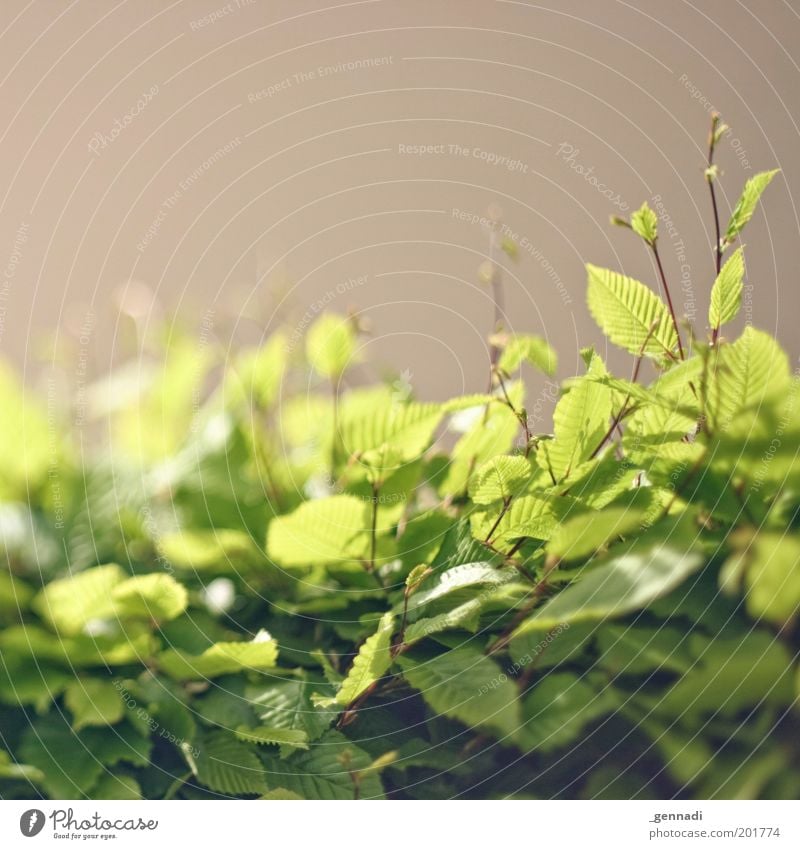 Enlightened Environment Nature Plant Bushes Leaf Foliage plant Hedge Bright Juicy Green Moody Colour photo Exterior shot Deserted Copy Space top Day Sunlight