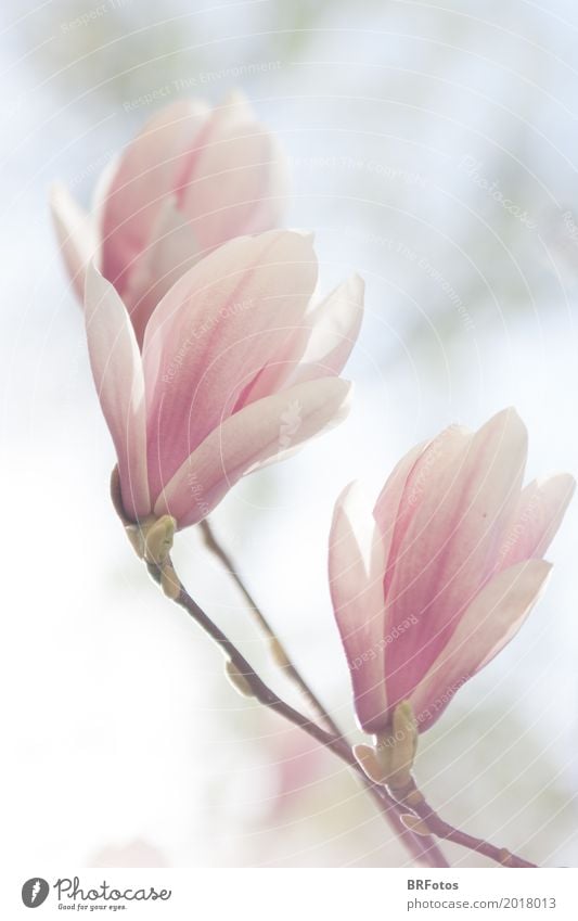 magnolias Plant Spring Bushes Blossom Magnolia plants Flower Magnolia tree Magnolia blossom White Pink Garden Transience Beautiful Delicate Fresh Bright