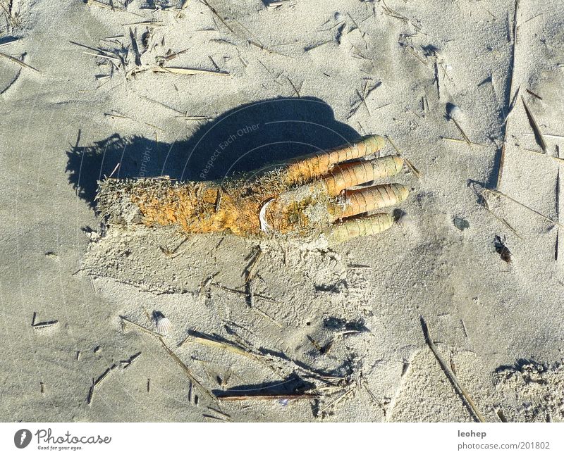 never flush again Beach North Sea beach dishwasher glove Hand Sand Gloves Creepy Fear Death Murder Colour photo Exterior shot Day Shadow Sunlight