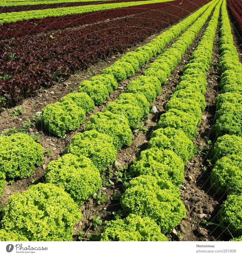 Saladfix and done. Perspective Vegetable Nutrition Garden Environment Nature Agricultural product Growth Arrangement Colour photo Multicoloured Exterior shot