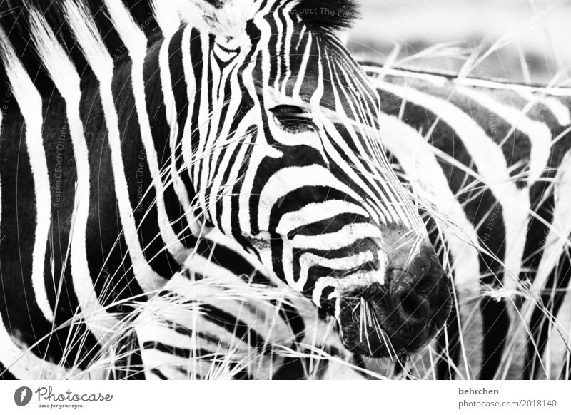 black and white Vacation & Travel Tourism Trip Adventure Far-off places Freedom Safari Nature Grass South Africa Wild animal Animal face Pelt Zebra 2 Observe