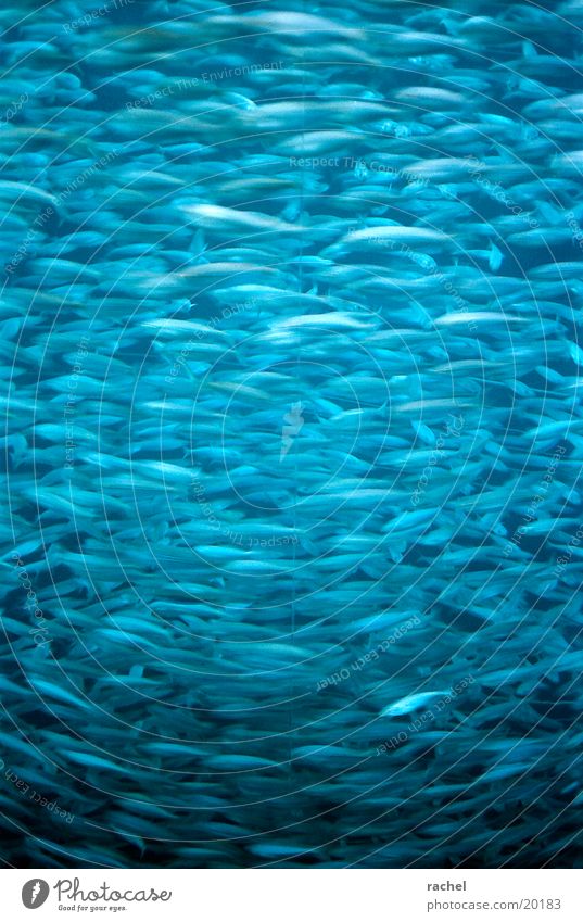 fish tank Colour photo Interior shot Motion blur Style Freedom Ocean Water Fish Aquarium Flock Movement Together Dive Dark Uniqueness Round Blue Safety