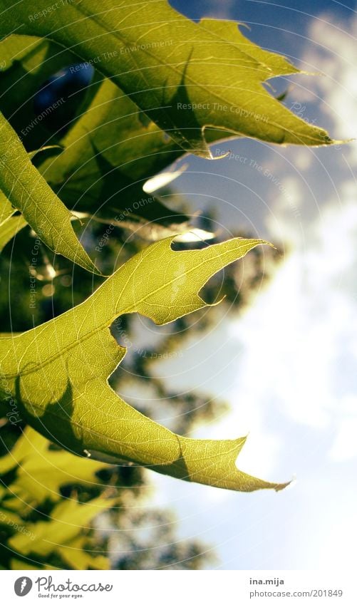 zigzag leaf Environment Nature Sky Clouds Sunlight Spring Summer Beautiful weather Plant Leaf Foliage plant Green Spring fever Summer mood Thorny Deciduous tree