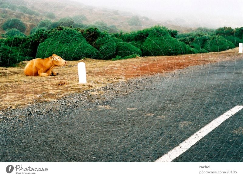 Cows in the fog Colour photo Exterior shot Nature Landscape Earth Sand Clouds Bad weather Fog Bushes Hill Traffic infrastructure Motoring Street Farm animal 1