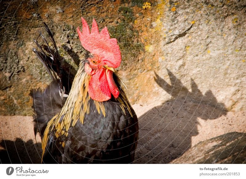 ...who crows faster than his shadow Barn fowl Animal Farm animal Animal face Wing Rooster Shadow Cockscomb Beak 1 Brash Brown Red Watchfulness kikeriki cockcrow