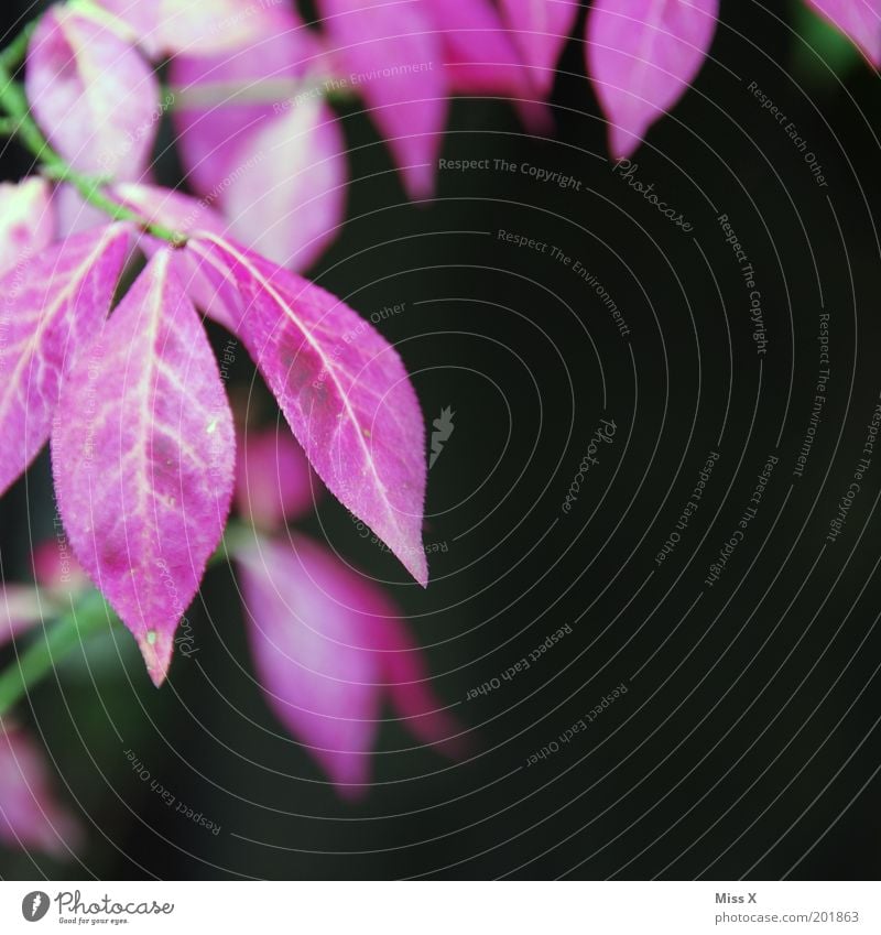 magenta Summer Plant Flower Bushes Leaf Garden Pink Colour Colour photo Multicoloured Exterior shot Deserted Copy Space right Copy Space bottom