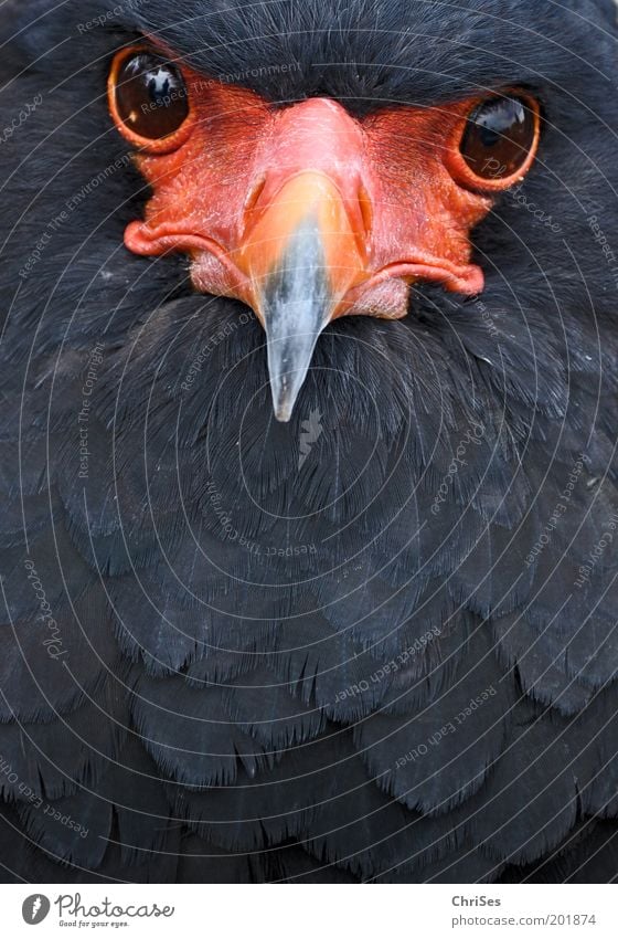 The juggler looks: Terathopius ecaudatus Nature Animal Wild animal Bird Animal face 1 Looking Red Black Eyes Beak Feather Bird of prey Bateleur Vision