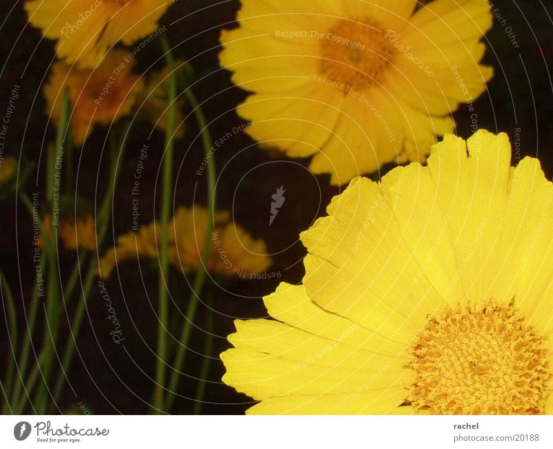 flowers, incision Plant Flower Blossom Yellow Blur Dark Close-up