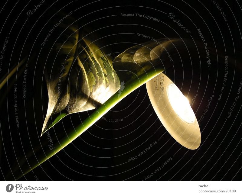 test setup Dark Light Lamp Halogen lamp Plant Leaf Stalk Vessel Green Dust Shadow Macro (Extreme close-up) Detail