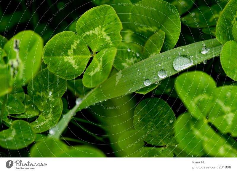 After the rain Nature Landscape Plant Spring Weather Bad weather Rain Grass Clover Cloverleaf Four-leafed clover Authentic Fresh Wet Positive Green Emotions