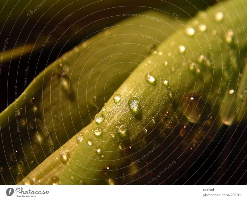 Drop on tulip leaf_1 Leaf Tulip Green Light Blur Macro (Extreme close-up) Close-up Drops of water Water Shadow Contrast drop raindrop blurred