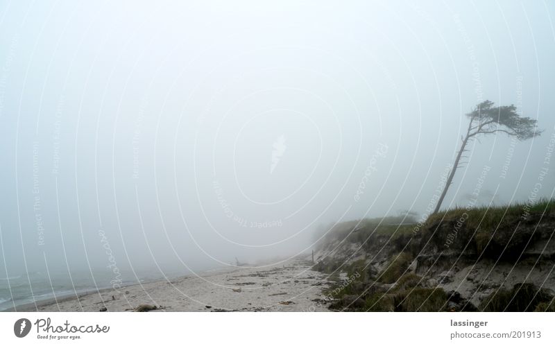 western beach Landscape Coast Beach Calm Colour photo Exterior shot Deserted Fog bank Sea of fog Wall of fog Misty atmosphere Morning fog Eerie