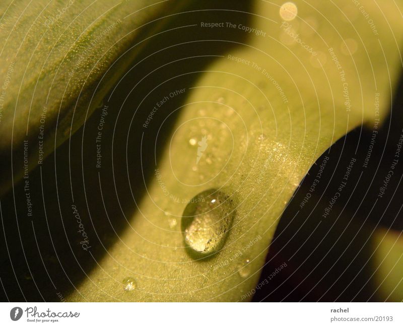 Drop on tulip leaf_3 Leaf Tulip Green Light Blur Waves Macro (Extreme close-up) Close-up Drops of water Water Shadow Contrast drop raindrop blurred wave