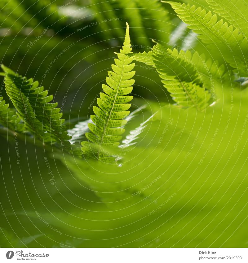 Hidden in the fern! Nature Plant Flower Park Forest Virgin forest Natural Green Elegant Colour Moody Environment Environmental protection Light green Fern