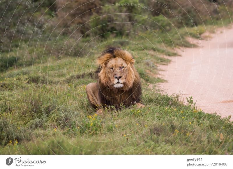 Total Relaxed II Environment Nature Landscape Summer Warmth Drought Grass Bushes Desert Savannah South Africa Deserted Animal Wild animal Cat Animal face Pelt