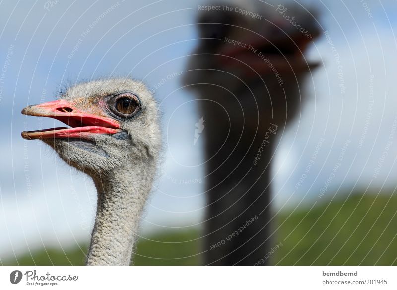 Hääää Summer Sky Sunlight Beautiful weather Animal Wild animal Bird Animal face 2 Discover Looking Curiosity Blue Gray Green Pink Joy Love of animals Pride