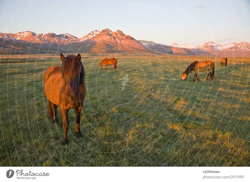 Iceland ponies Mountain Landscape Animal Grass Meadow Field Hill Pelt Horse Brown Green Grassland Iceland Pony Mane Colour photo Exterior shot Deserted