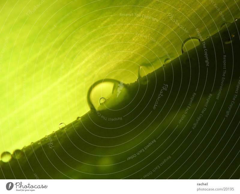 Drop on tulip leaf_2 Leaf Tulip Green Light Blur Macro (Extreme close-up) Close-up Drops of water Water Shadow Contrast drop raindrop blurred Leaf green