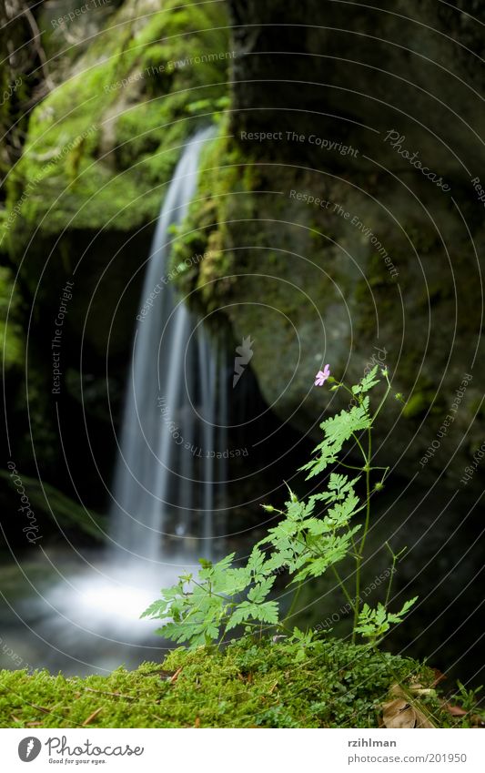 Small waterfall Relaxation Leisure and hobbies Moss Blossom Waterfall Stone Wet Green Performance Contemplative Depth of field Foreground Flow Exterior shot Day