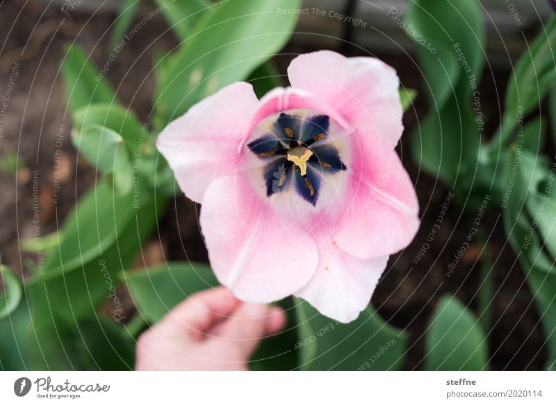 tulip Spring Flower Beautiful Tulip Pick Tulip blossom Pink Colour photo