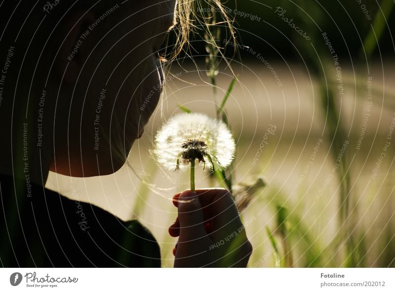 Another dandelion... Human being Girl Infancy Head Hair and hairstyles Hand Fingers Environment Nature Plant Summer Warmth Flower Bright Dandelion Colour photo