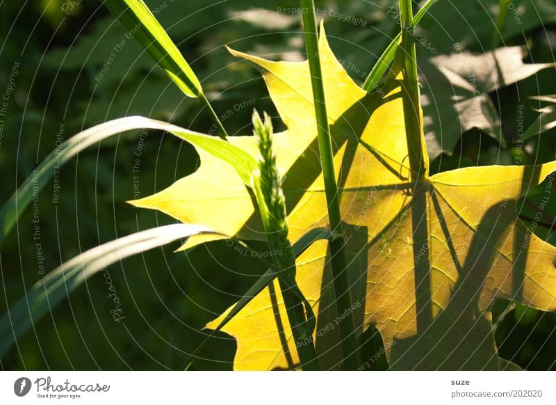 ray of hope Environment Nature Landscape Plant Grass Leaf Illuminate Esthetic Yellow Gold Green Emotions Seasons Maple leaf Autumnal Autumn leaves