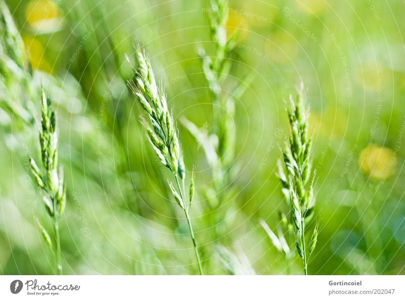 summer detail Environment Nature Spring Summer Plant Grass Meadow Field Green Beautiful weather Point of light Grass green Grass meadow Grass tip Stalk