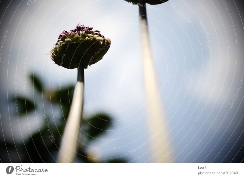 worm's-eye view Flower Blossoming Fragrance Life Colour photo Exterior shot Day Worm's-eye view Bud Flower stem Stalk Upward Skyward Growth