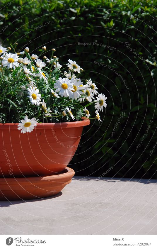 bucket Garden Decoration Environment Spring Summer Beautiful weather Plant Flower Blossom Pot plant Blossoming Growth Marguerite Colour photo Exterior shot