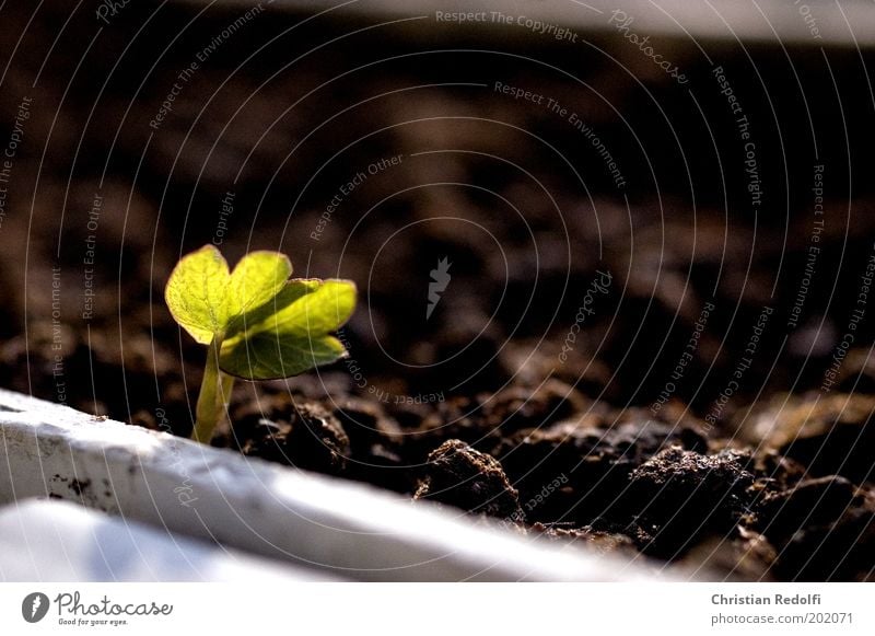 Capuchin Life Harmonious Garden Gardening Environment Nature Plant Earth Spring Flower Free Small New Cute Brown Green Colour photo Exterior shot