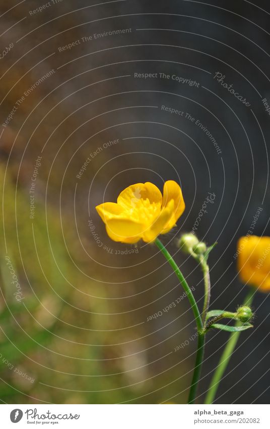 Dotterchen Environment Nature Plant Elements Sun Sunrise Sunset Sunlight Spring Beautiful weather Flower Grass Blossom Wild plant Field Oasis Warm-heartedness