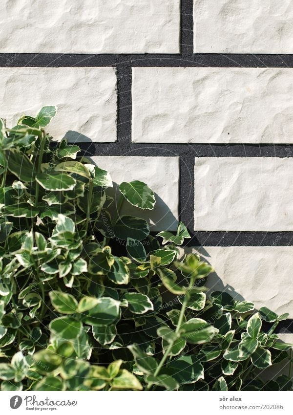 New housing estate facade Plant Bushes Leaf Foliage plant Creeper Wall (barrier) Wall (building) Facade Brick Seam Stone Growth Sharp-edged Gloomy Green Black